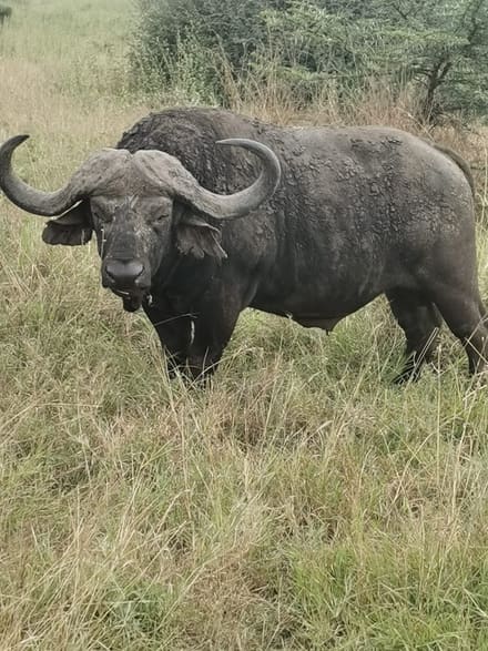 A heavy buffalo bull standing in pale grass, its horns meeting in a thick boss across the forehead.