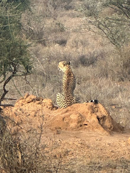 A cheetah sitting upright on a bare earth mound, head turned to scan the thornbush behind it.