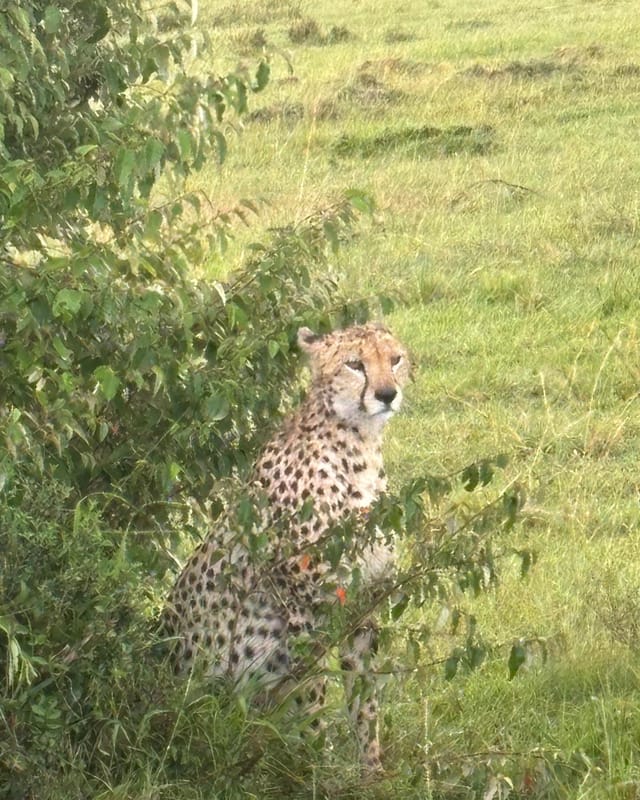 A cheetah sitting upright behind a green bush, alert and looking out across the plain.