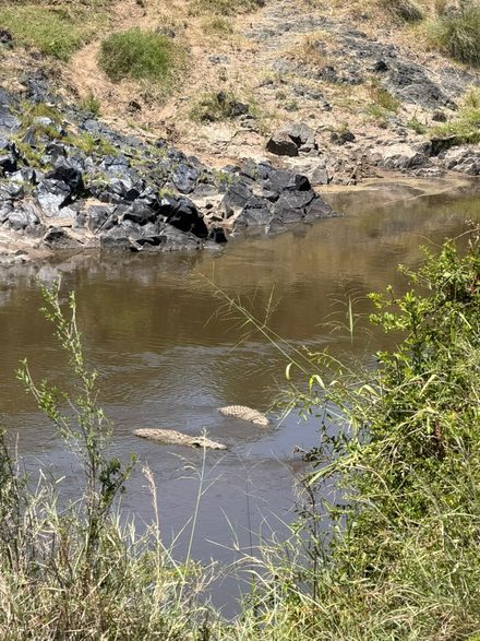 Two crocodiles floating at the surface of a muddy river, seen from above a rock bank on the near side.