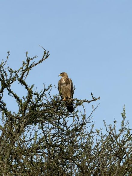 A tawny eagle perched at the top of a bare thorn tree against clean blue sky.