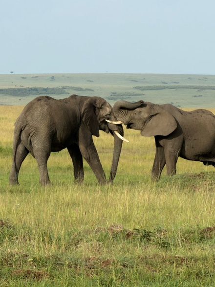 Two elephant bulls standing head to head on open grassland, trunks raised and tusks crossed, a flat green horizon behind them.