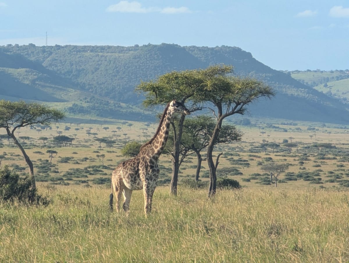 A giraffe standing beside flat-topped acacia trees on the Mara plains, with the green wall of the Oloololo escarpment behind.