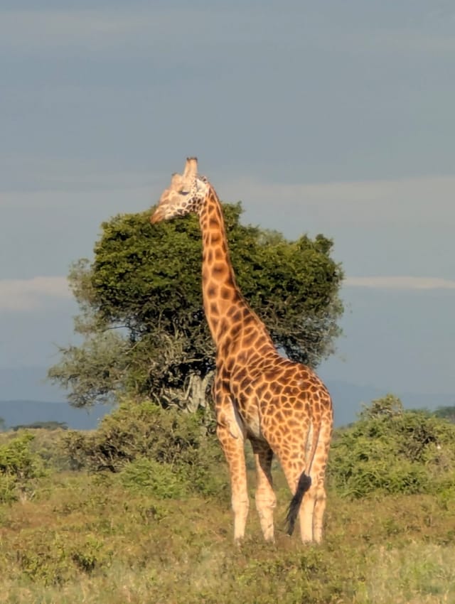 A giraffe standing beside a round green tree in warm low light, with hazy blue hills in the distance.