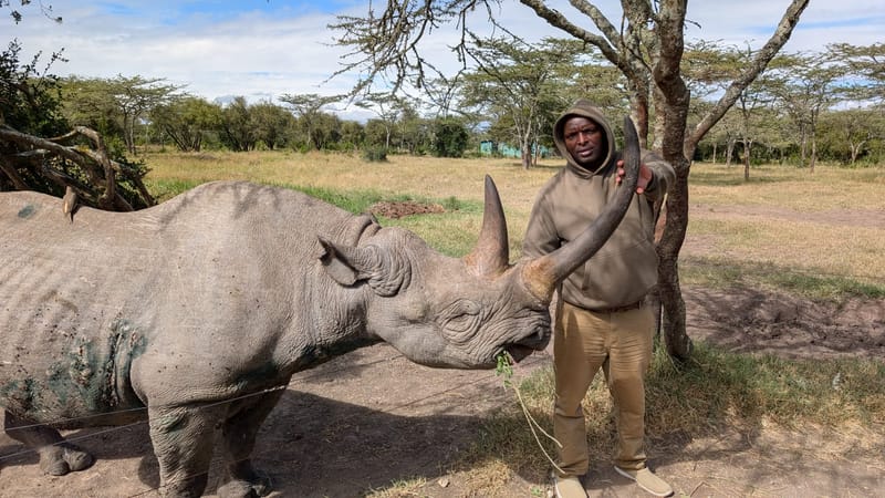 Our founder holding the long front horn of a black rhino while it feeds, looking straight at the camera.