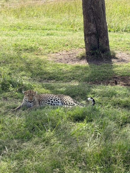 A leopard lying in short green grass in the shadow of a tree trunk, head up, tail out behind it.