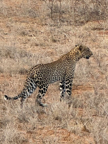 A leopard walking left to right through short dry grass and thornbush, seen side-on with its tail hanging low.