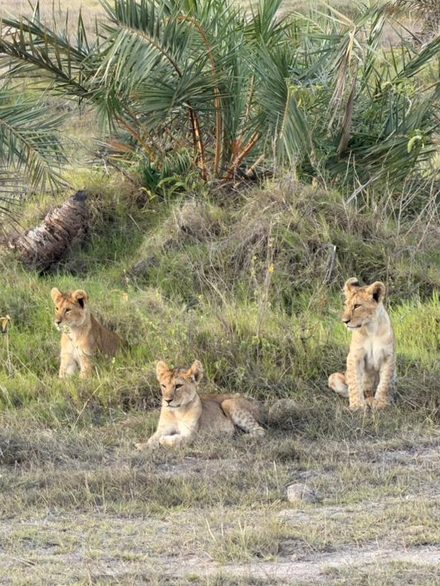 Three lion cubs spaced out on a green bank below doum palms, one lying down and two sitting up.