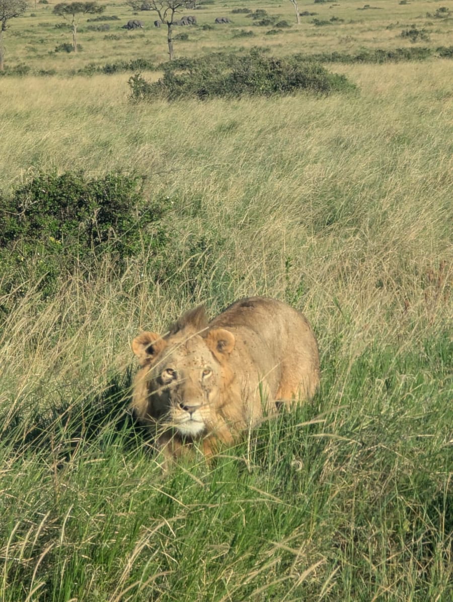 A young male lion lying low in the grass and looking at the camera, while far behind him a whole elephant herd is strung in a line across the horizon.