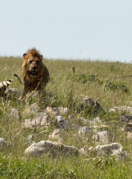 A full-maned male lion standing over a carcass on a rocky ridge, mouth open, facing the camera through tall grass.