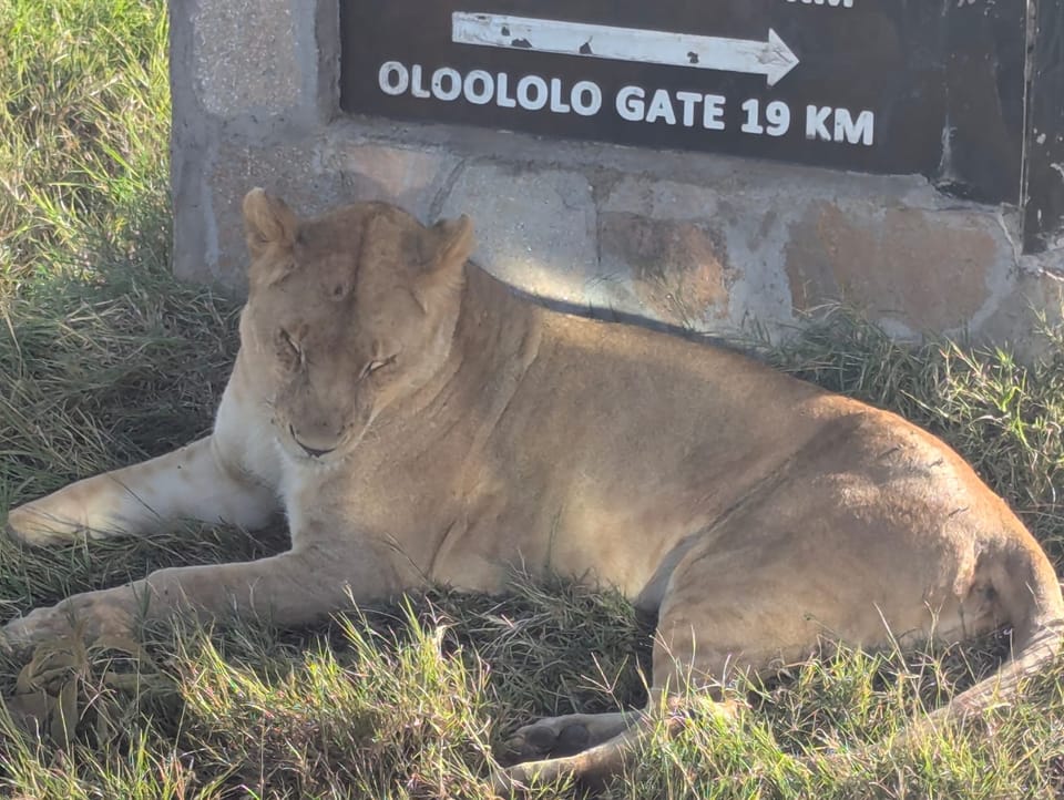 A lioness asleep in the grass directly beneath a park road sign that reads Oloololo Gate 19 kilometres.