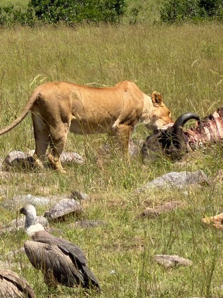 A lioness feeding at a buffalo carcass in tall grass, white-backed vultures waiting close by.