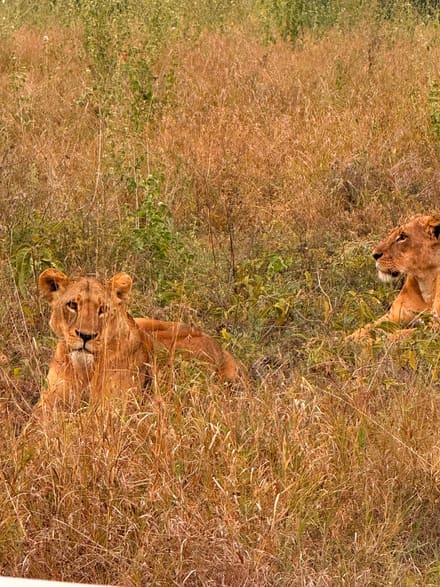 Two lionesses lying in tall dry grass, one facing the camera and one looking away to the right.