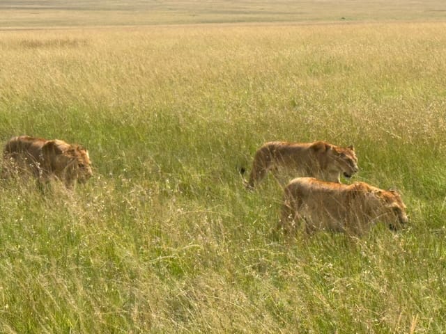 Three lionesses walking in a line through tall two-tone grass, photographed from slightly above.