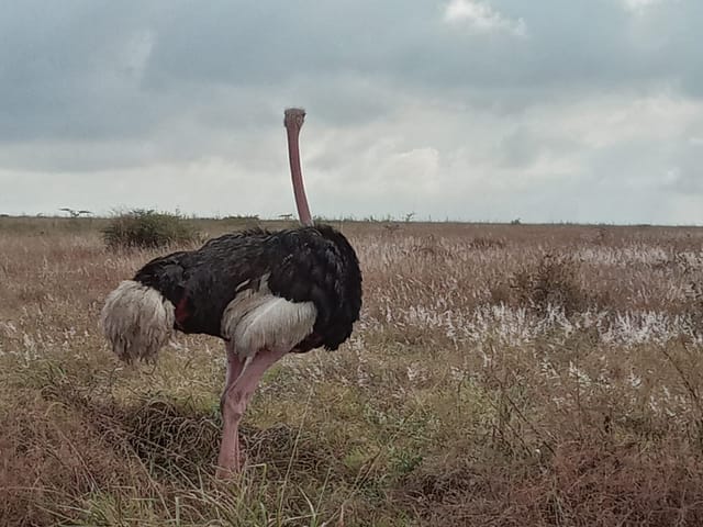 A male ostrich standing alone in pale dry grass under a heavy grey storm sky.