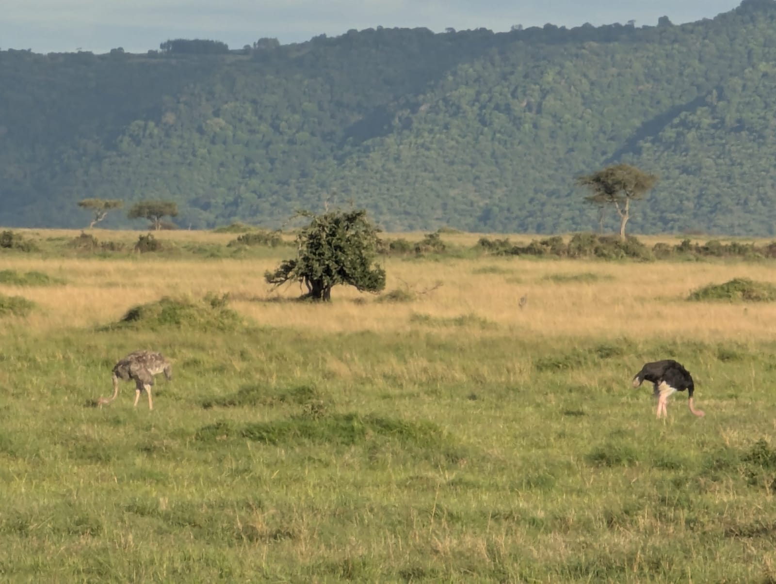 A breeding pair of ostriches grazing on open green grass, with a lone tree mid-frame and the forested wall of the escarpment behind.
