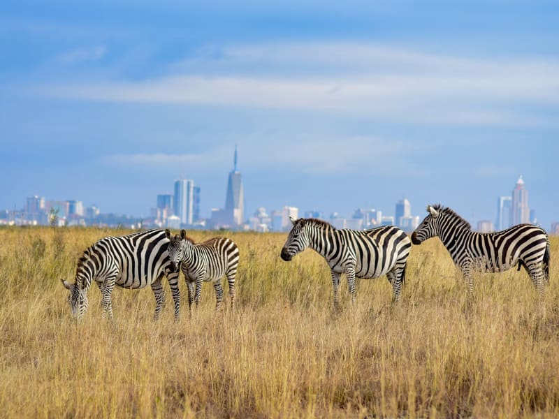 Four zebra grazing in tall golden grass with the Nairobi city skyline rising on the horizon behind them.