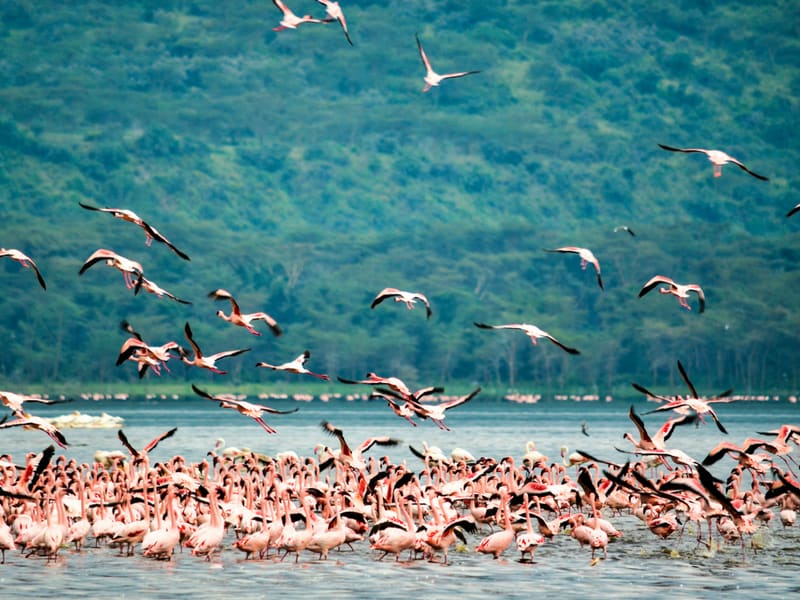 A dense flock of flamingos crowding the shallows of Lake Nakuru, with more in flight and a forested escarpment behind.