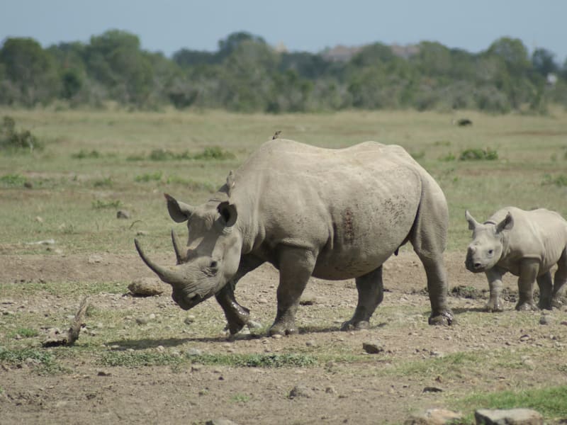 A white rhino walking across short grass with its calf following close behind, under a flat treeline.