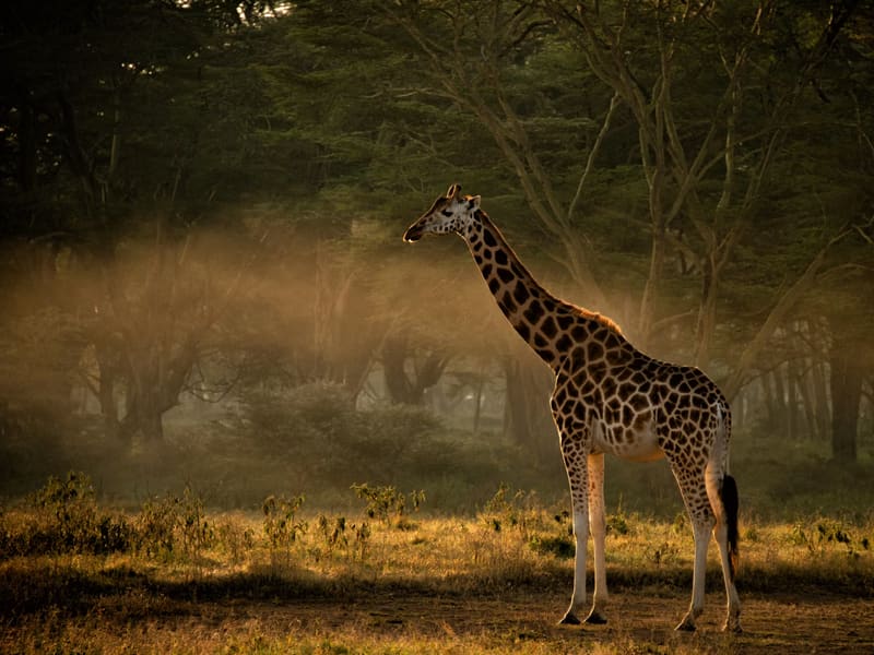 A giraffe standing in low golden light among acacia trees, with dust and haze hanging in the air behind it.