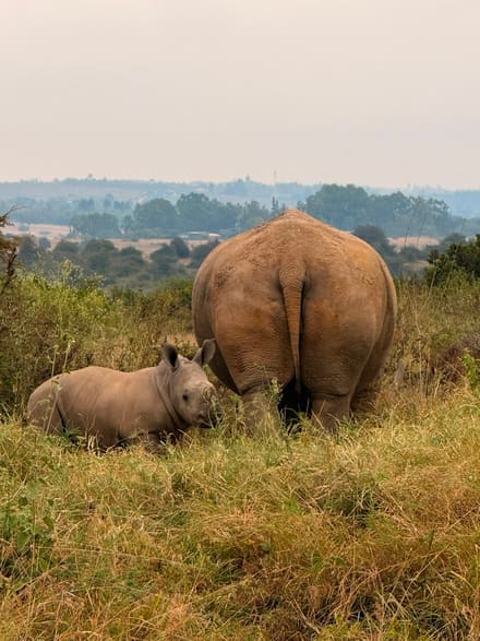 An adult rhino grazing with its back to the camera and a calf lying in the grass close beside it, with green scrub and a distant treeline behind.