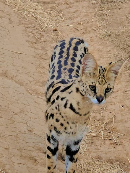 A serval standing on cracked bare earth, looking straight at the camera, its tall ears raised and its tawny coat marked with black bars and spots.