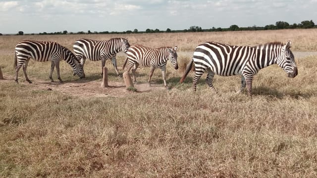 Four zebras grazing in a line on short dry grass, with a flat treeline on the horizon.
